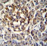 SEC14L5 Antibody immunohistochemistry of formalin-fixed and paraffin-embedded human pancreas tissue followed by peroxidase-conjugated secondary antibody and DAB staining.