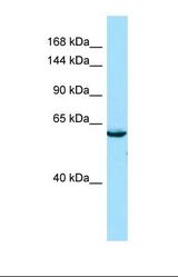 Western blot of Human Hela. SEC16B antibody dilution 1.0 ug/ml.