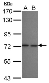 Sample (30 ug of whole cell lysate) A: A549 B: HeLa 7.5% SDS PAGE SEC16B antibody diluted at 1:1000