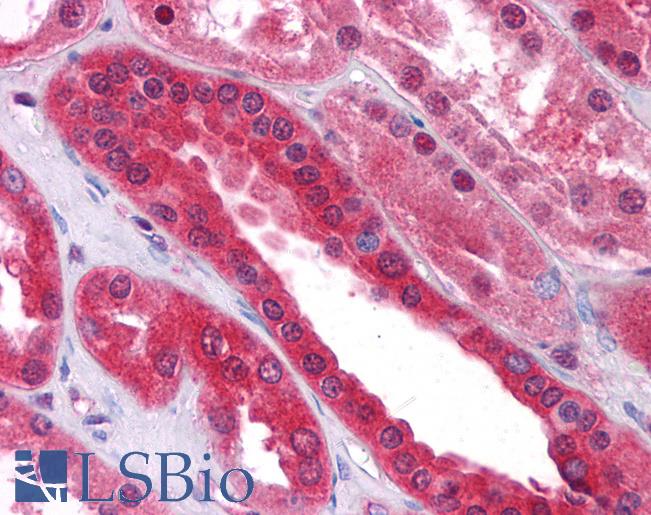 Anti-SEC16B antibody IHC of human kidney. Immunohistochemistry of formalin-fixed, paraffin-embedded tissue after heat-induced antigen retrieval. Antibody LS-B5076 concentration 5 ug/ml.