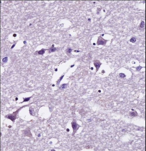 SEC22B Antibody immunohistochemistry of formalin-fixed and paraffin-embedded human brain tissue followed by peroxidase-conjugated secondary antibody and DAB staining.