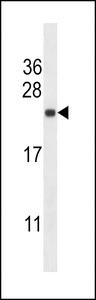 SEC22B Antibody western blot of HeLa cell line lysates (35 ug/lane). The SEC22B antibody detected the SEC22B protein (arrow).