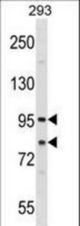 SEC23A Antibody western blot of 293 cell line lysates (35 ug/lane). The SEC23A antibody detected the SEC23A protein (arrow).