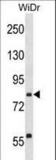 SEC23B Antibody western blot of WiDr cell line lysates (35 ug/lane). The SEC23B antibody detected the SEC23B protein (arrow).