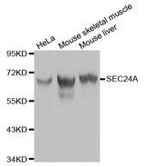 Western blot analysis of extracts of various cell lines, using SEC24A antibody.