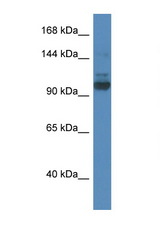 SEC31A antibody LS-C135334 Western blot of Rat Brain lysate. Antibody concentration 1 ug/ml.