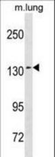 SEC31A Antibody western blot of mouse lung tissue lysates (35 ug/lane). The SEC31A antibody detected the SEC31A protein (arrow).