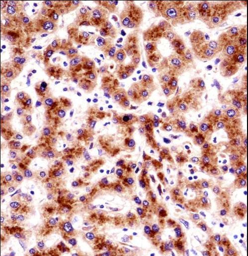 SEC61B Antibody immunohistochemistry of formalin-fixed and paraffin-embedded human liver tissue followed by peroxidase-conjugated secondary antibody and DAB staining.