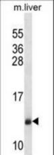 SEC61B Antibody western blot of mouse liver tissue lysates (35 ug/lane). The SEC61B antibody detected the SEC61B protein (arrow).