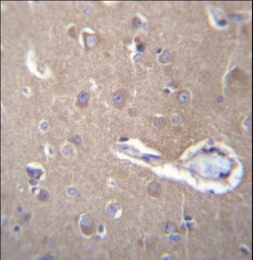 SEC62 Antibody immunohistochemistry of formalin-fixed and paraffin-embedded human brain tissue followed by peroxidase-conjugated secondary antibody and DAB staining.
