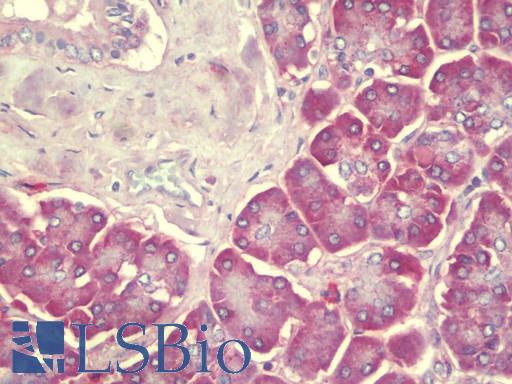 Anti-SEC62 / TP-1 antibody IHC staining of human pancreas. Immunohistochemistry of formalin-fixed, paraffin-embedded tissue after heat-induced antigen retrieval. Antibody LS-B9568 concentration 5 ug/ml.