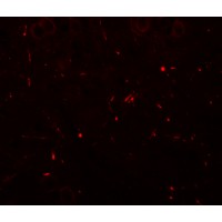 Immunofluorescence of SEC62 in mouse brain tissue with SEC62 antibody at 20 µg/mL.