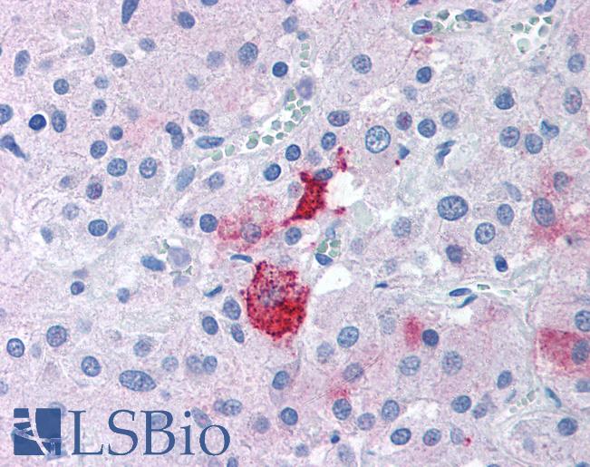 Anti-EPHX2 antibody LS-A8988 IHC of human adrenal. Immunohistochemistry of formalin-fixed, paraffin-embedded tissue after heat-induced antigen retrieval.