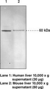 Western blot of SEH / EPHX2 antibody LS-B6940.