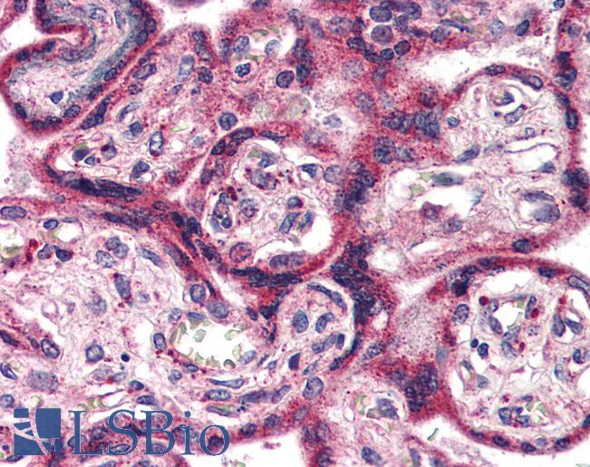 Anti-EPHX2 antibody LS-A8996 IHC of human placenta. Immunohistochemistry of formalin-fixed, paraffin-embedded tissue after heat-induced antigen retrieval.