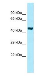 PROKR2 antibody Western Blot of Fetal Heart.