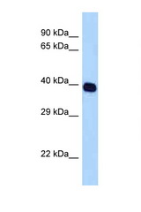 SELL / L-Selectin antibody LS-C146054 Western blot of HepG2 Cell lysate. Antibody concentration 1 ug/ml.