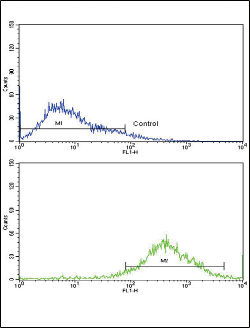 Flow cytometric of Jurkat cells using SELL Antibody (bottom histogram) compared to a negative control cell (top histogram). FITC-conjugated goat-anti-rabbit secondary antibodies were used for the analysis.