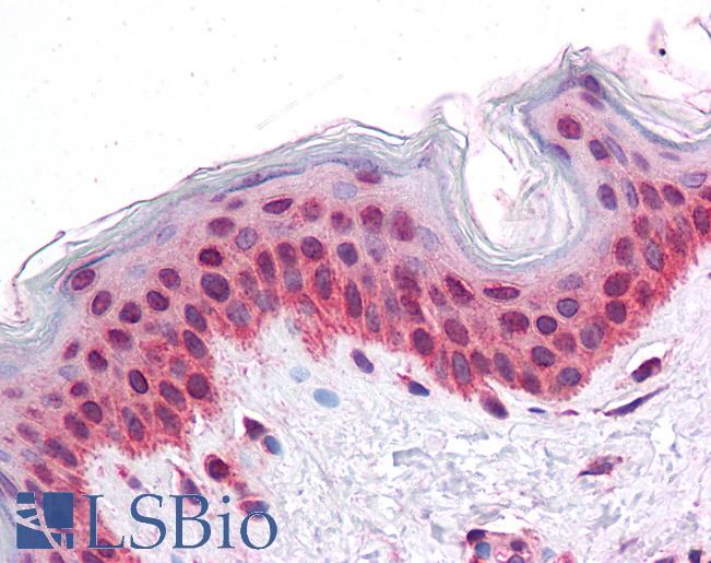 Anti-SEPN1 antibody IHC of human skin. Immunohistochemistry of formalin-fixed, paraffin-embedded tissue after heat-induced antigen retrieval. Antibody LS-B4667 concentration 5 ug/ml.