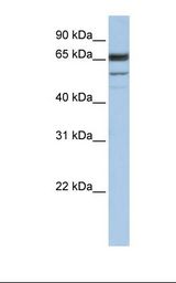 Hela cell lysate. Antibody concentration: 1.0 ug/ml. Gel concentration: 12%.