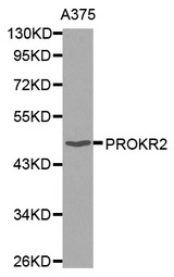 Western blot analysis of extracts of A375 cell line, using PROKR2 antibody.