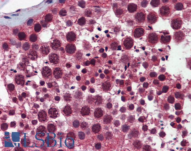 Anti-SELS antibody IHC of human testis. Immunohistochemistry of formalin-fixed, paraffin-embedded tissue after heat-induced antigen retrieval. Antibody LS-B5808 concentration 5 ug/ml.