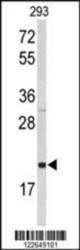 Western blot of SELS Antibody (Center) in 293 cell line lysates (35 ug/lane). SELS (arrow) was detected using the purified Pab.