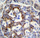 SEMA3G Antibody immunohistochemistry of formalin-fixed and paraffin-embedded human pancreas tissue followed by peroxidase-conjugated secondary antibody and DAB staining.
