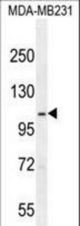 SEMA3G Antibody western blot of MDA-MB231 cell line lysates (35 ug/lane). The SEMA3G antibody detected the SEMA3G protein (arrow).