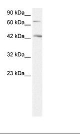 HepG2 Cell Lysate