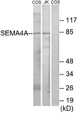 Western blot of extracts from COS7/Jurkat cells, using SEMA4A Antibody. The lane on the right is treated with the synthesized peptide.