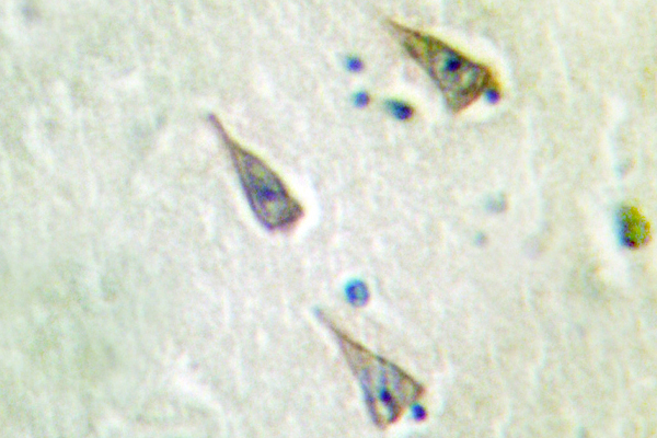 IHC of SEMA4A (N532) pAb in paraffin-embedded human brain tissue.
