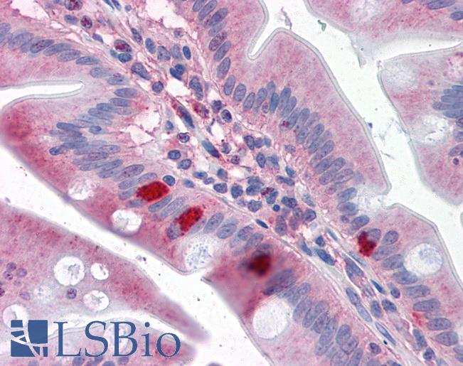 Anti-SEMA4B antibody LS-A9033 IHC of human small intestine. Immunohistochemistry of formalin-fixed, paraffin-embedded tissue after heat-induced antigen retrieval.