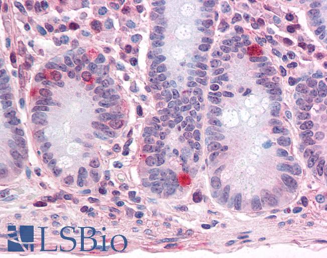 Anti-SEMA4B antibody LS-A9040 IHC of human small intestine. Immunohistochemistry of formalin-fixed, paraffin-embedded tissue after heat-induced antigen retrieval.