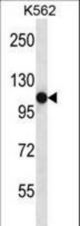 SEMA4C Antibody western blot of K562 cell line lysates (35 ug/lane). The SEMA4C antibody detected the SEMA4C protein (arrow).