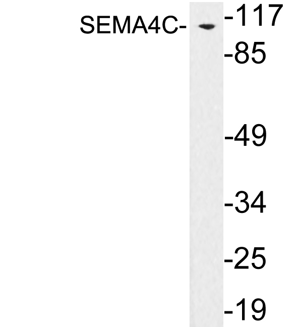Western blot of extracts from SW13 cells, using SEMA4C antibody.