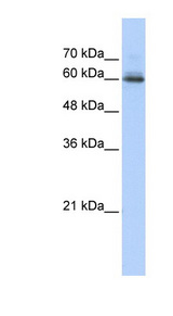 SEMA4F antibody LS-C102228 Western blot of Transfected 293T cell lysate.