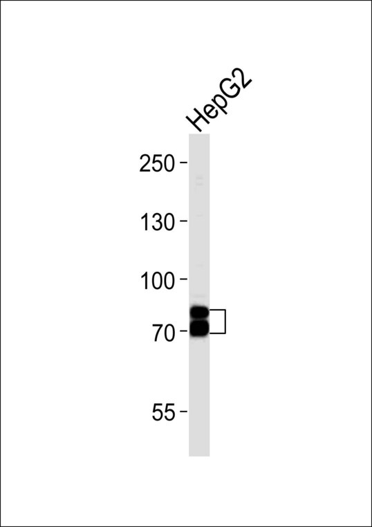 Western blot of lysate from HepG2 cell line with SEMA4F Antibody. Antibody was diluted at 1:1000. A goat anti-rabbit IgG H&L (HRP) at 1:10000 dilution was used as the secondary antibody. Lysate at 20 ug.