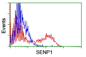 HEK293T cells transfected with either overexpress plasmid (Red) or empty vector control plasmid (Blue) were immunostained by anti-SENP1 antibody, and then analyzed by flow cytometry.