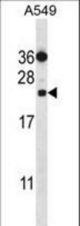 PSMD10 Antibody western blot of A549 cell line lysates (35 ug/lane). The PSMD10 antibody detected the PSMD10 protein (arrow).