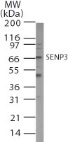 Western blot of SENP3 in 15 ugs of NIH3T3 cell lysate using LS-C148191 at 1 ug/ml.