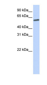 SENP3 antibody LS-C111635 Western blot of 721_B cell lysate.
