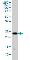 PSMD10 monoclonal antibody (M01), clone 4B5 Western blot of PSMD10 expression in HeLa.