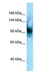 SENP6 antibody Western Blot of Mouse Lung.