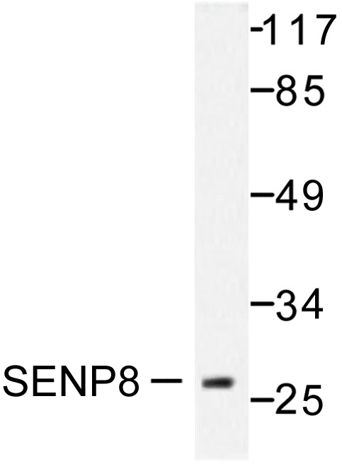 Western blot of SENP8 (T191) pAb in extracts from HUVEC cells.