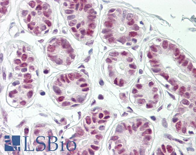 Anti-SENP8 antibody IHC of human breast. Immunohistochemistry of formalin-fixed, paraffin-embedded tissue after heat-induced antigen retrieval. Antibody LS-B8394 dilution 5 ug/ml.