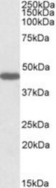 PROKR2 antibody (1 ug/ml) staining of Rat Stomach lysate (35 ug protein/ml in RIPA buffer). Primary incubation was 1 hour. Detected by chemiluminescence.