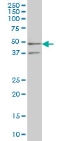 SEPHS2 monoclonal antibody (M02), clone 2G9 Western blot of SEPHS2 expression in K-562.