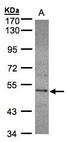 Sample (30g whole cell lysate). A: HeLa S3. 7.5% SDS PAGE. SEPHS2 antibody diluted at 1:1000