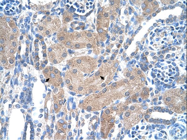 SEPSECS antibody LS-C30488 was used in IHC to stain formalin-fixed, paraffin-embedded human kidney.